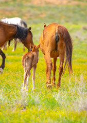 Fototapeta premium A herd of horses graze in the meadow in summer, eat grass, walk and frolic. Pregnant horses and foals, livestock breeding concept.