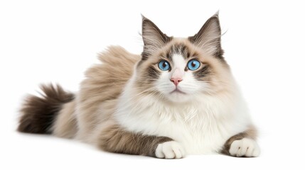 lovely pet portrait for pet lovers