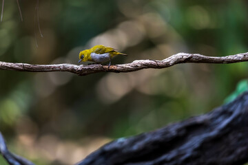 blue and yellow macaw