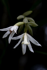 snowdrop flower