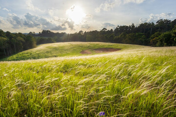 field of wheat