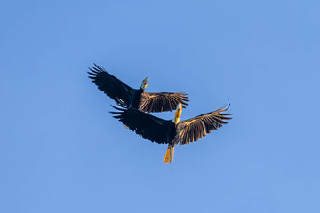 hornbill in flight