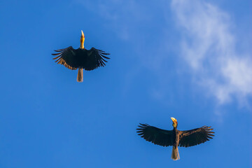 hornbill on the sky background