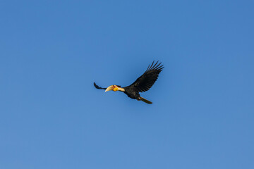 hornbill in flight