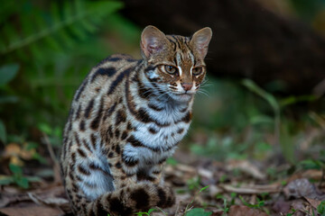 bengal cat in the grass