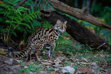 leopard in the tree