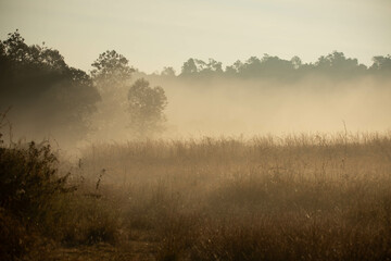 misty morning in the forest