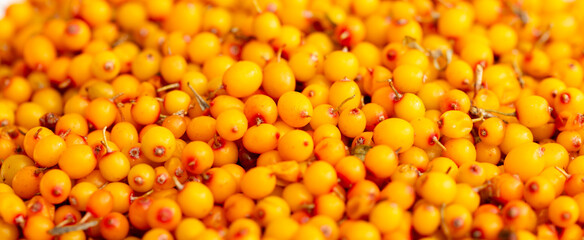 Sea buckthorn berries. Fresh ripe sea buckthorn as a background, top view. Juicy ripe yellow berries in a heap. Sea buckthorn texture close-up. Sour berry with vitamins for tea and marinades.