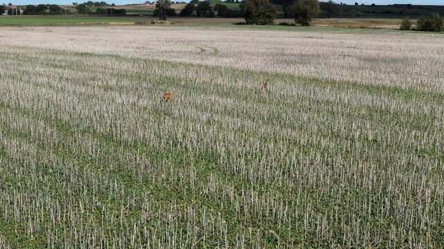 Deer run through a mowed field, jumping between rows of plants. Filmed in slow motion, the camera follows them as they move gracefully across the field.