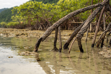 Fototapeta premium Close-up of mangrove tree roots in shallow water, reflecting the importance of tropical coastal ecosystems in maintaining biodiversity and protecting coastlines from erosion and marine storms.