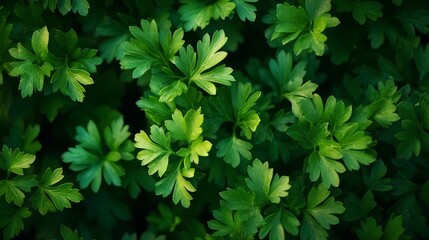 Mediterranean herbs: parsley leaves and sprigs, ideal for cooking, healthy eating, or nutritional design. 