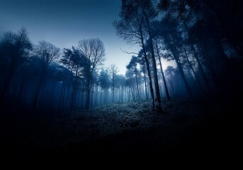 Fototapeta premium A dark, mysterious forest shrouded in fog with tall, bare trees reaching toward the sky.