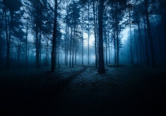 Naklejka premium A misty forest at dusk with a path leading into the woods.