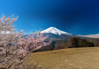 A snow-capped mountain with a foreground of cherry blossoms and a grassy field.