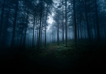 Naklejka premium A misty forest with tall trees creating a dark and mysterious atmosphere.