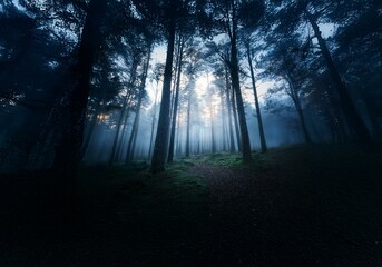 Obraz premium A misty forest scene with tall trees and a path in the distance.