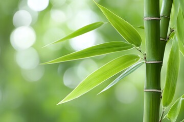 A close-up of vibrant bamboo leaves against a blurred green background, showcasing nature's beauty and tranquility.