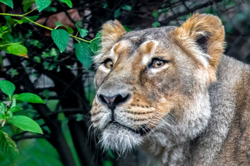 close-up portrait of a femal lion hiding in the bushes