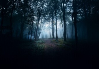A foggy forest path winds through tall, dark trees.