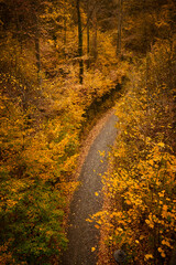 autumn forest, fallen leaves, road in autumn forest,