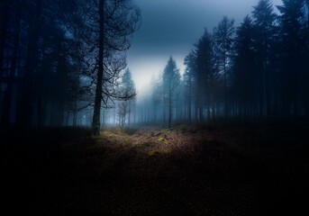 Obraz premium A misty forest with tall trees, a single ray of light illuminating the foreground.