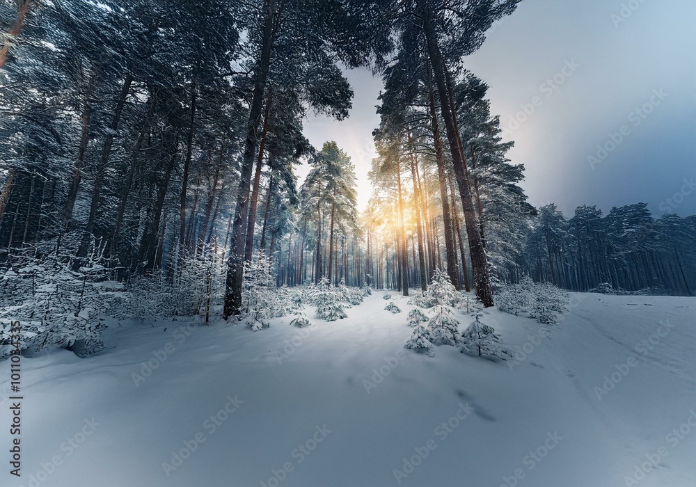 Aufkleber Sunlight streams through a snowy forest, illuminating a path through the trees.
