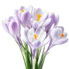 Fototapeta premium Close Up of Crocus Flowers in Spring, Fresh Purple Blossoms with Orange Stigmas On Transparent Background