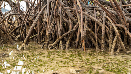 the roots of the mangrove plants are very dense and fertile, already covered in moss stuck in the sandy beach waters with seaweed around them