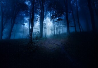 Naklejka premium A path winds through a dark and mysterious forest, shrouded in thick fog and illuminated by a faint light.