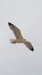 Flying free in the vast sky