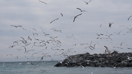 Seagulls in flight, embracing the coastal breeze