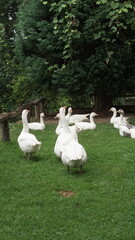 A little gathering on the green pasture