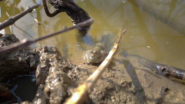 mudskipper fish on a mud.