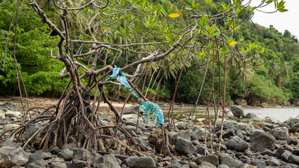 Obraz premium Mangrove tree with plastic waste tangled in its branches on a rocky shore, highlighting environmental pollution in a tropical coastal ecosystem.