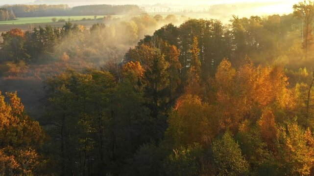 Aerial shot of gorgeous colorful autumn in the mountains , red and yellow autumn trees , foggy mountains and warm morning sun .