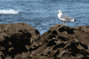 Yellow legged Gull (Larus michahellis) on the rocks with the Atlantic Ocean in the background