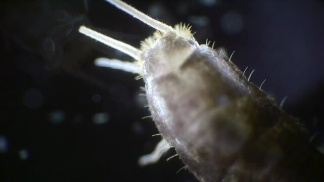 A silverfish insect magnified under a microscope, showing its silver, wingless body, long antennae, and bristles at the tail end, all in slow motion.
