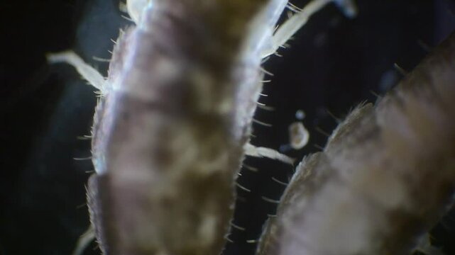 Microscopic view of a silverfish in slow motion. The silver, wingless insect is displayed in fine detail, showing its long antennae and bristles at the tail.