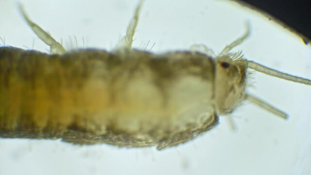 Silverfish insect viewed in extreme close-up through a microscope, recorded in slow motion. Its silver, wingless body and long, thread-like antennae are clearly visible.