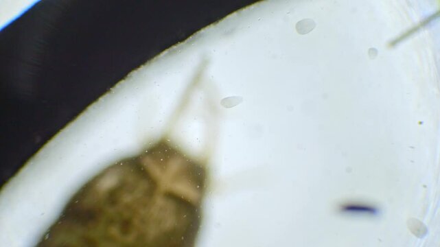 Under the microscope, a silverfish insect is magnified in slow motion, revealing its slender, silver body, antennae, and the three bristles at the tail.