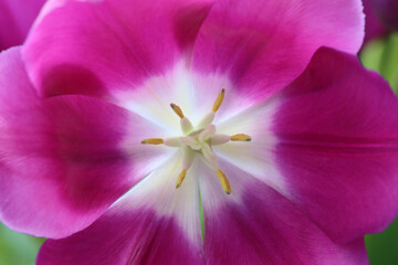 Full frame pink tulip flower