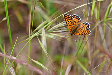 Wegerich-Scheckenfalter // Glanville fritillary (Melitaea cinxia) - Sosopol, Bulgarien