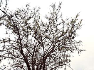 almond, tree, leaf, nut, nature, food, agriculture, green, tree branch, plant, fruit, harvest, natural, background, fruit farm, closeup, season, summer, ingredient, organic, ripe, autumn, almond tree,