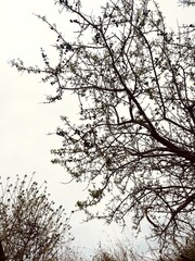 almond, tree, leaf, nut, nature, food, agriculture, green, tree branch, plant, fruit, harvest, natural, background, fruit farm, closeup, season, summer, ingredient, organic, ripe, autumn, almond tree,
