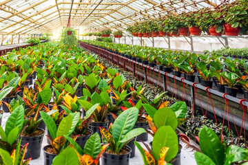 Rows of vibrant plants growing in a greenhouse, showcasing their colorful variegated leaves in shades of green and yellow. © InnaPoka