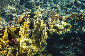 Snorkelling in Red Sea, corals and some fish visible