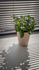  Potted Jade Plant in Bright Apartment