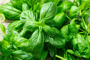 Basil leaves background photography