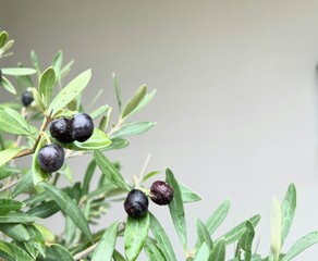 Close-up of olive branch with black olives. Concept of olive oil cultivation in Mediterranean agriculture. 