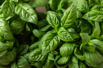 Green basil leaves on a textured wooden background. Kitchen herbs, spices. Fresh green organic basil. Vegan. Greens for salad. Place for text. Copy space.